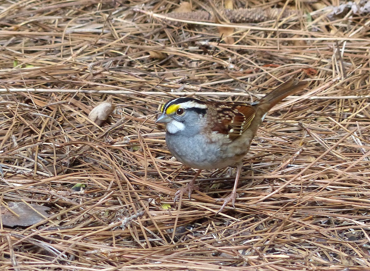 White-throated Sparrow - ML618186715