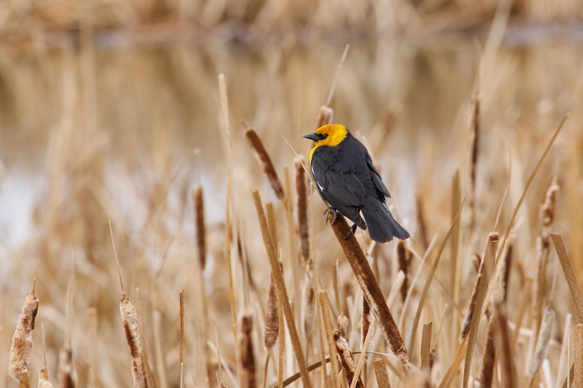 Yellow-headed Blackbird - Yvan Sarlieve