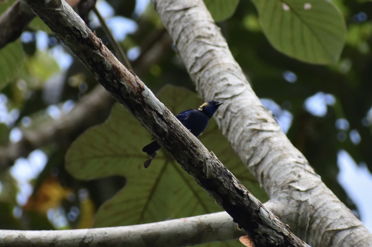 Opal-crowned Tanager - ML618186720