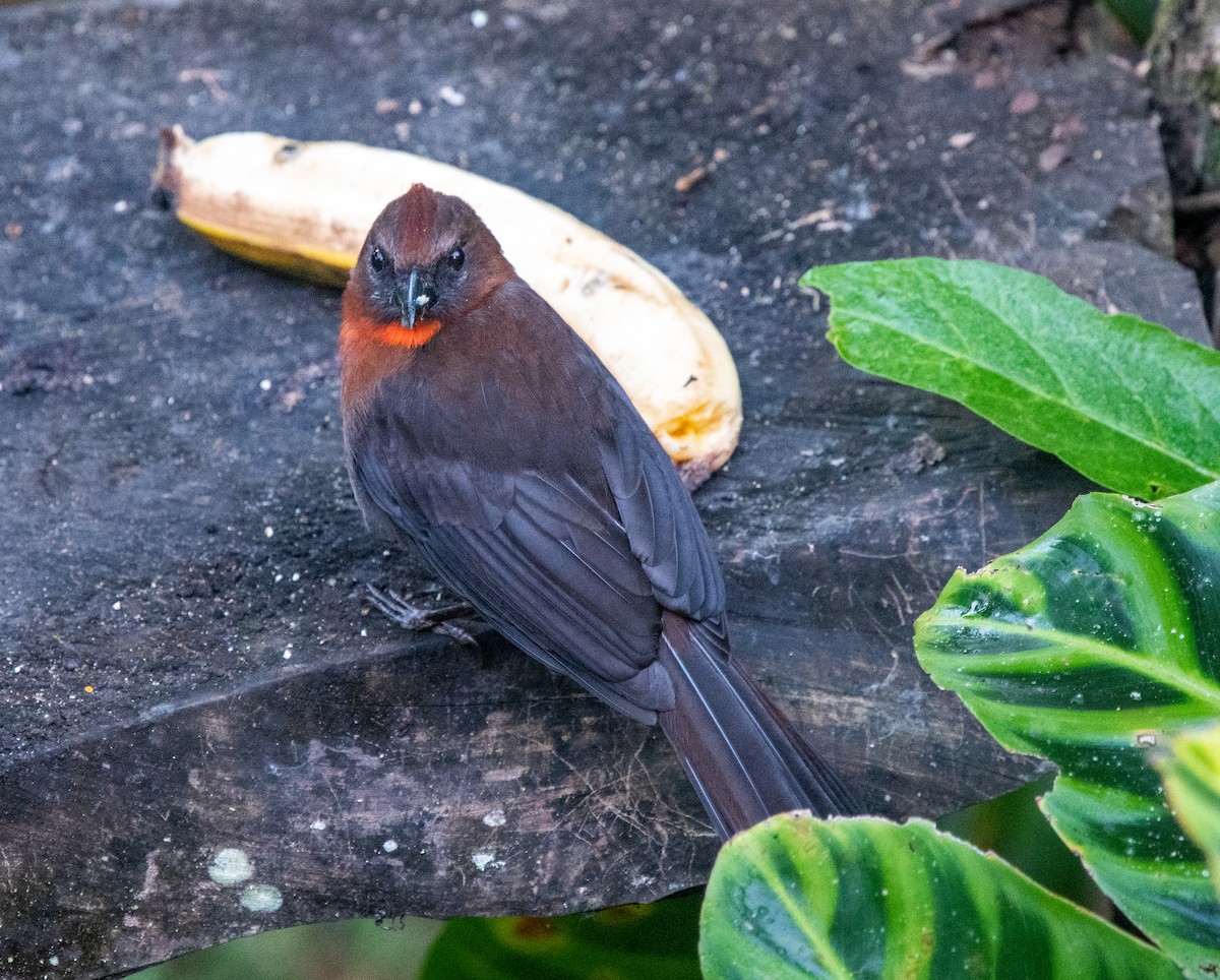 Red-throated Ant-Tanager - Mel & Deb Broten