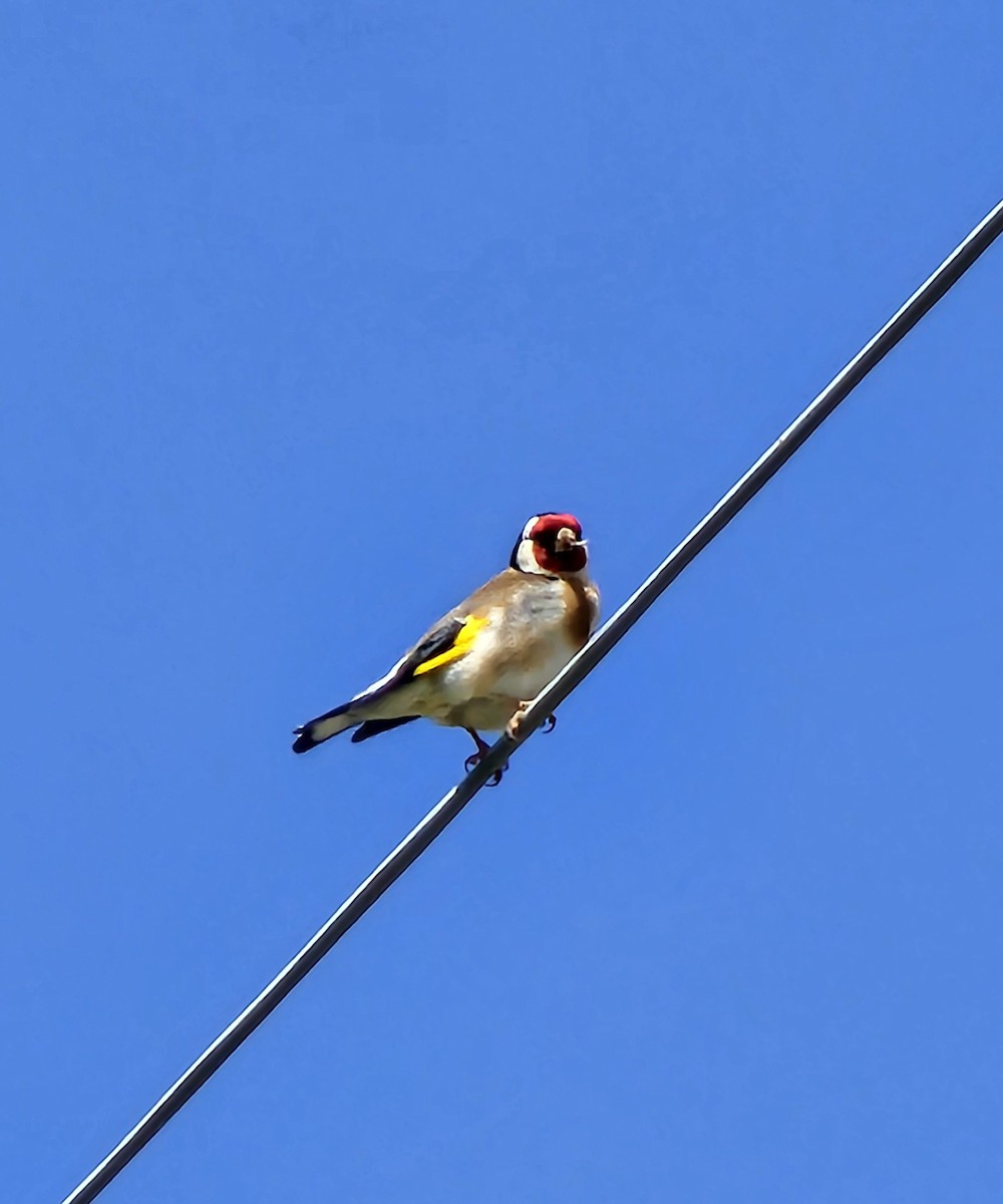 European Goldfinch - Thomas Woodruff