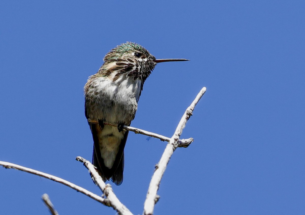 Calliope Hummingbird - Lynn Duncan