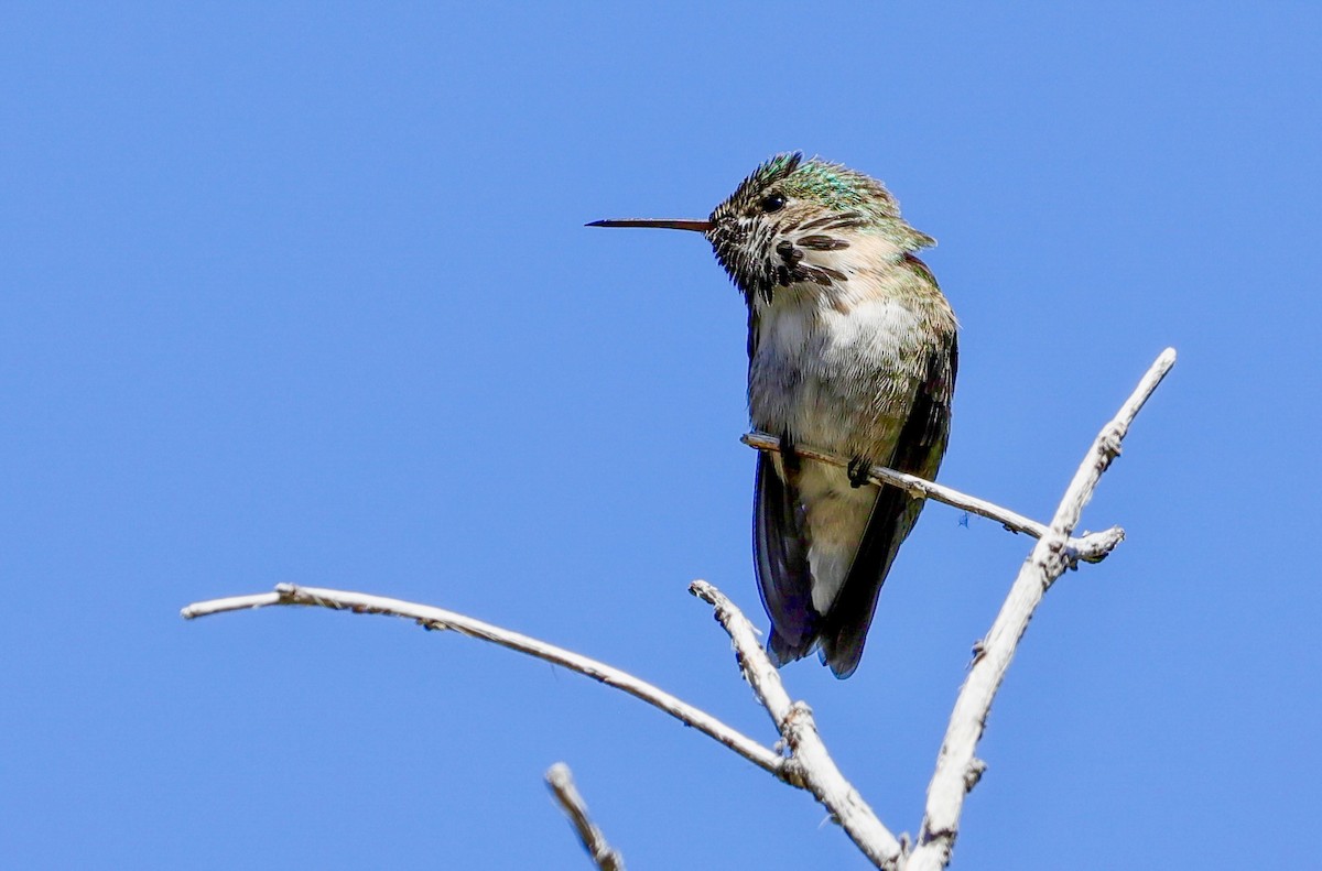 Calliope Hummingbird - Lynn Duncan