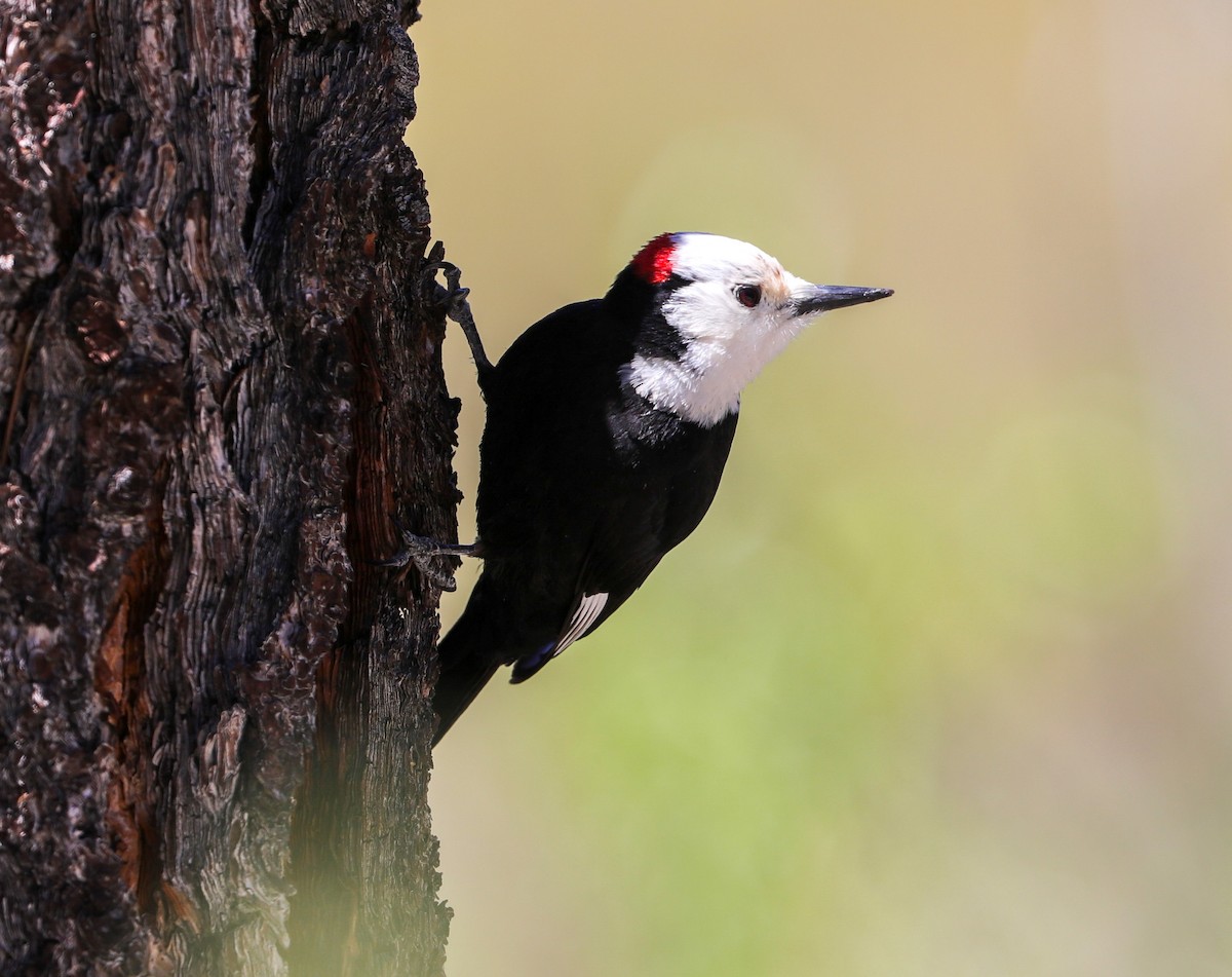 White-headed Woodpecker - Lynn Duncan