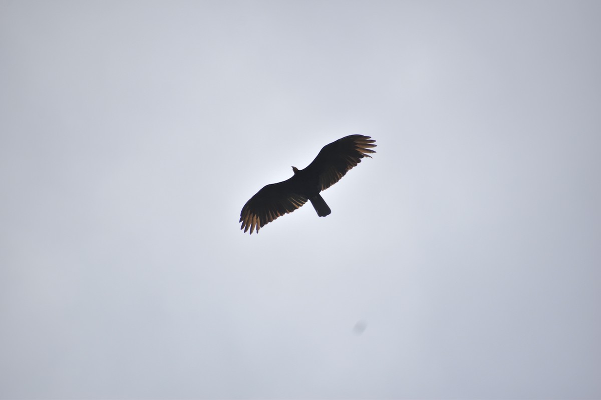 Greater Yellow-headed Vulture - ML618186762