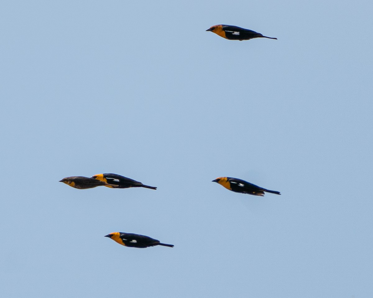 Yellow-headed Blackbird - ML618186808