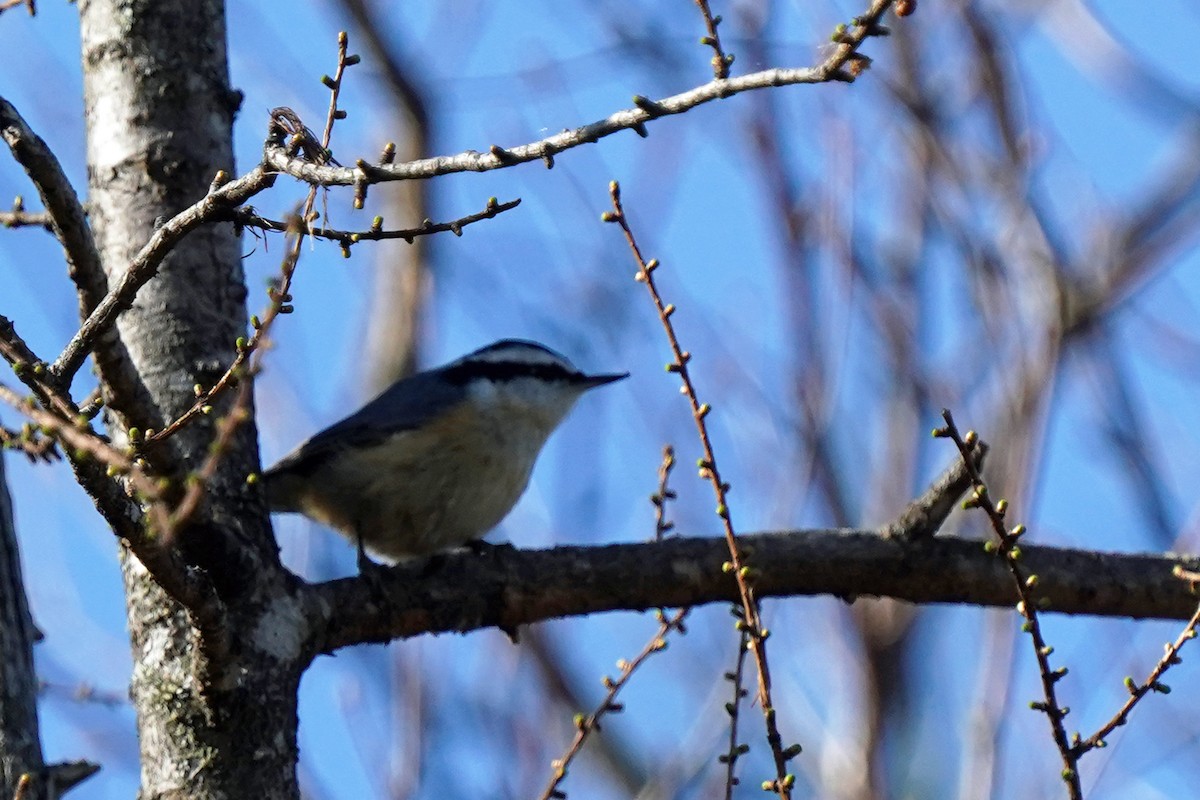 Red-breasted Nuthatch - ML618186810