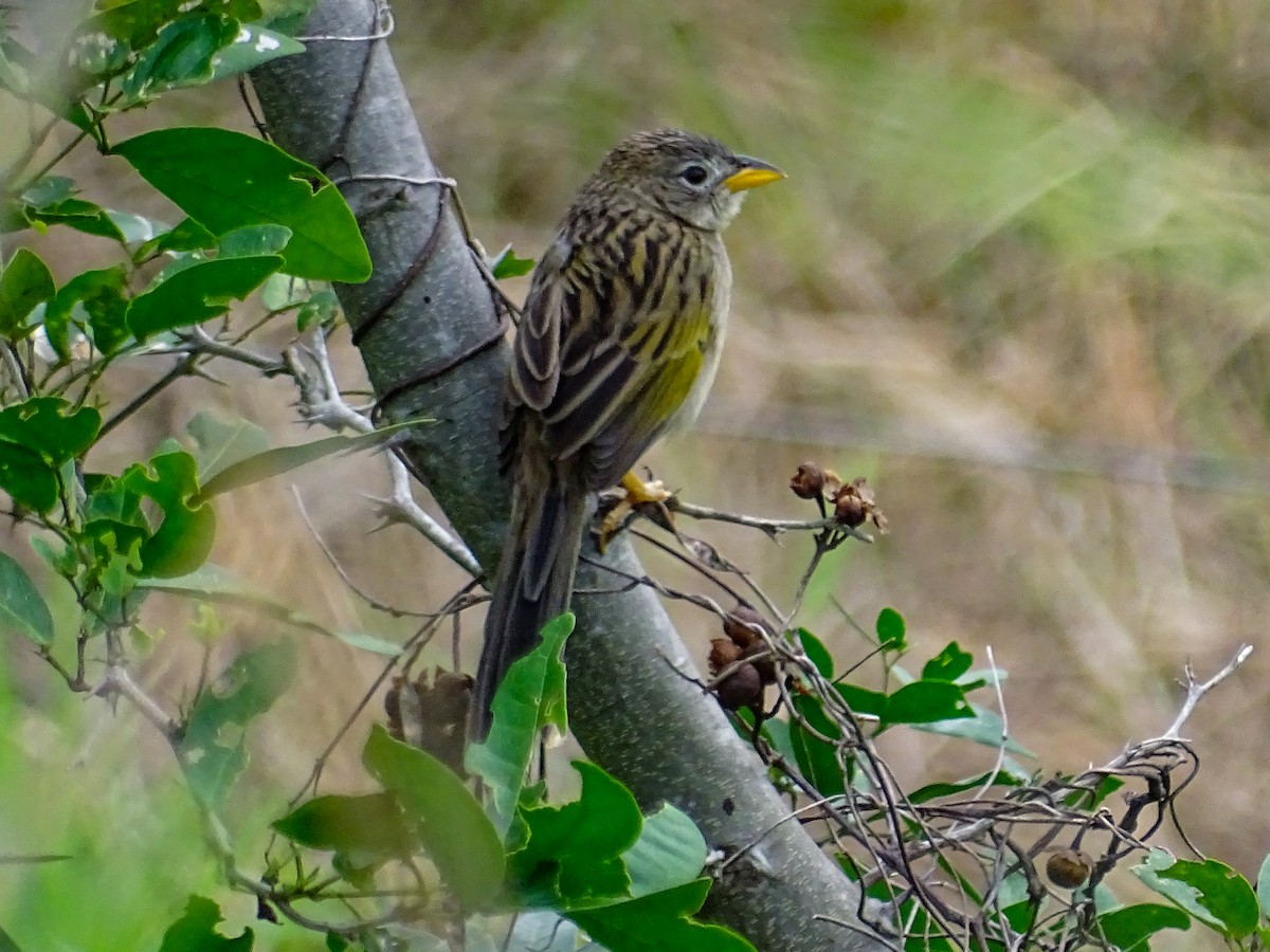 Wedge-tailed Grass-Finch - ML618186824