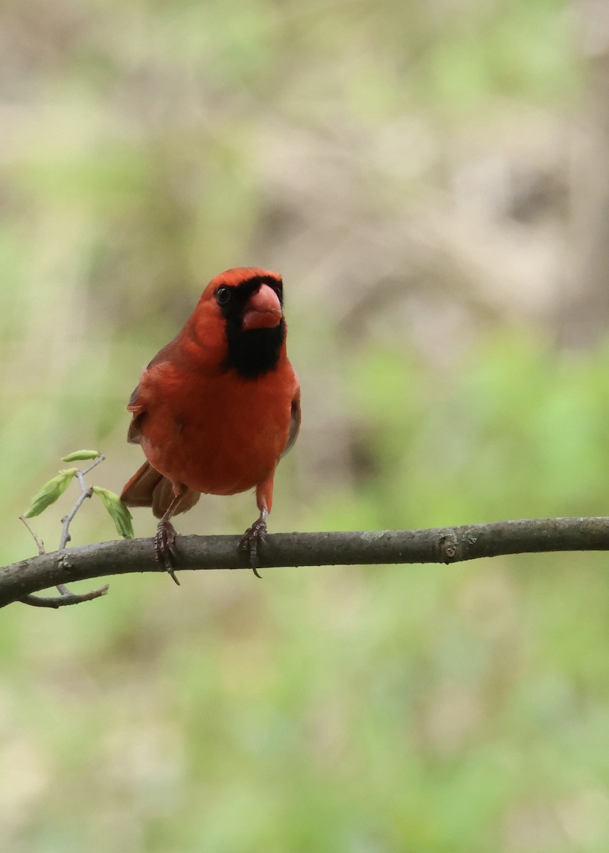 Northern Cardinal - Terri Bleck