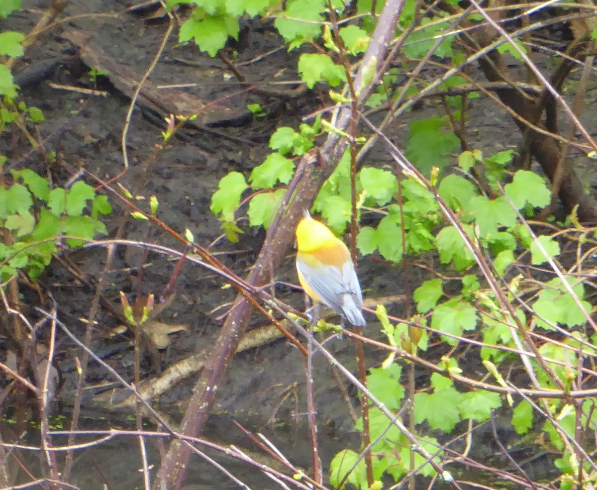 Prothonotary Warbler - ML618186862