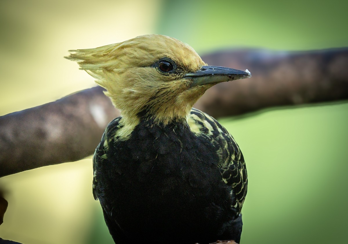 Blond-crested Woodpecker - Lailson Marques