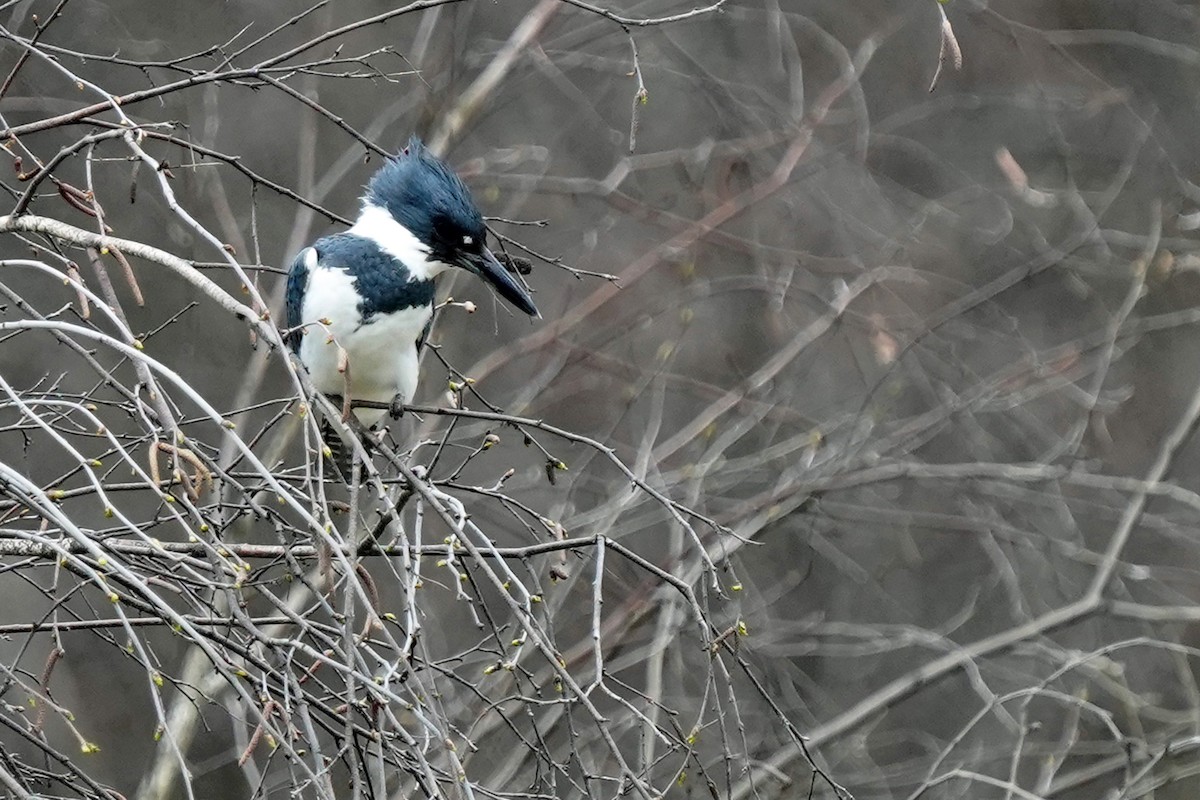 Belted Kingfisher - ML618186914