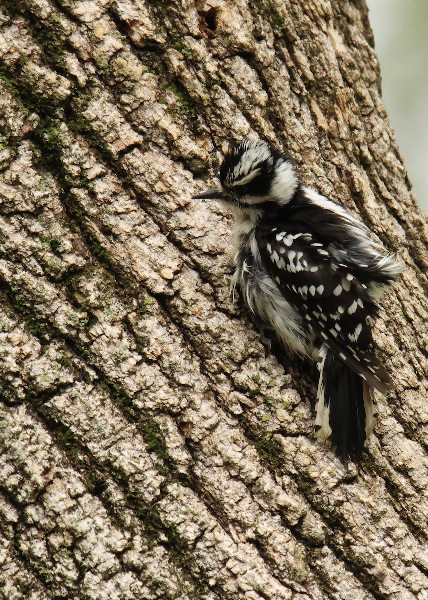 Downy Woodpecker - Terri Bleck