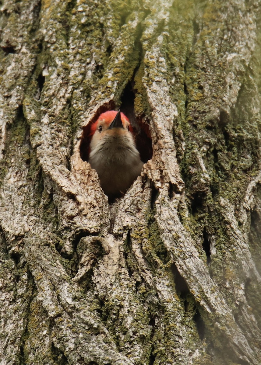Red-bellied Woodpecker - Terri Bleck