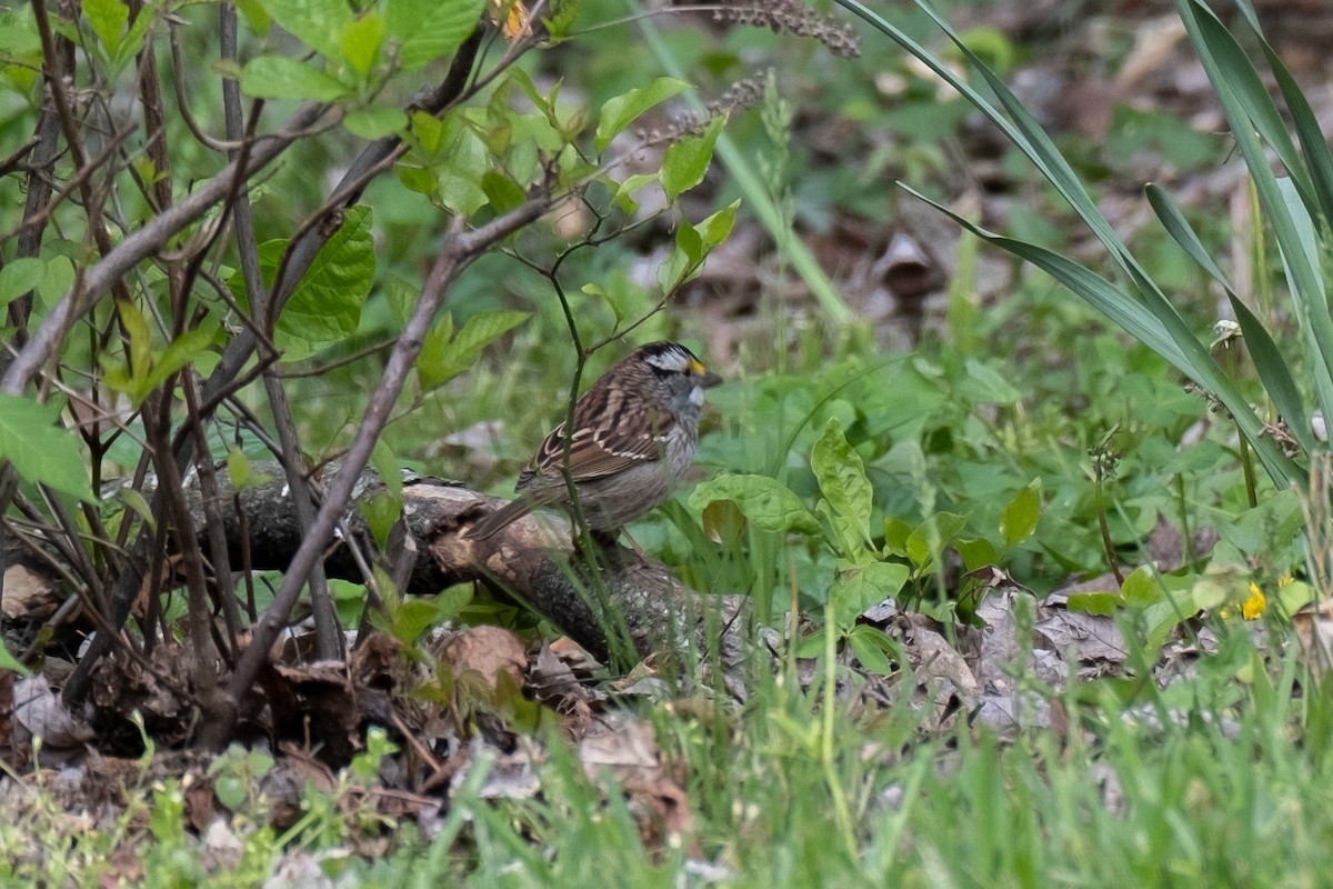 White-throated Sparrow - ML618186966