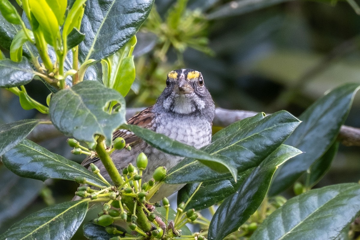 White-throated Sparrow - ML618186967