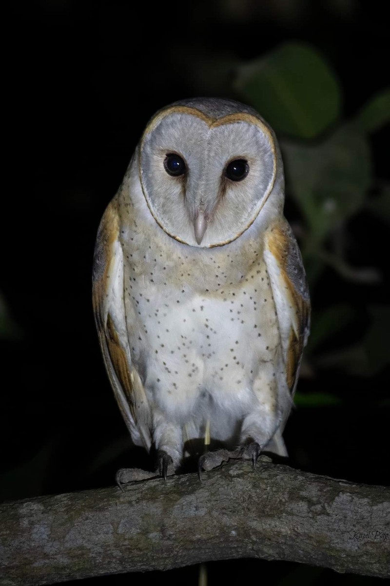Barn Owl - Kapil Bag