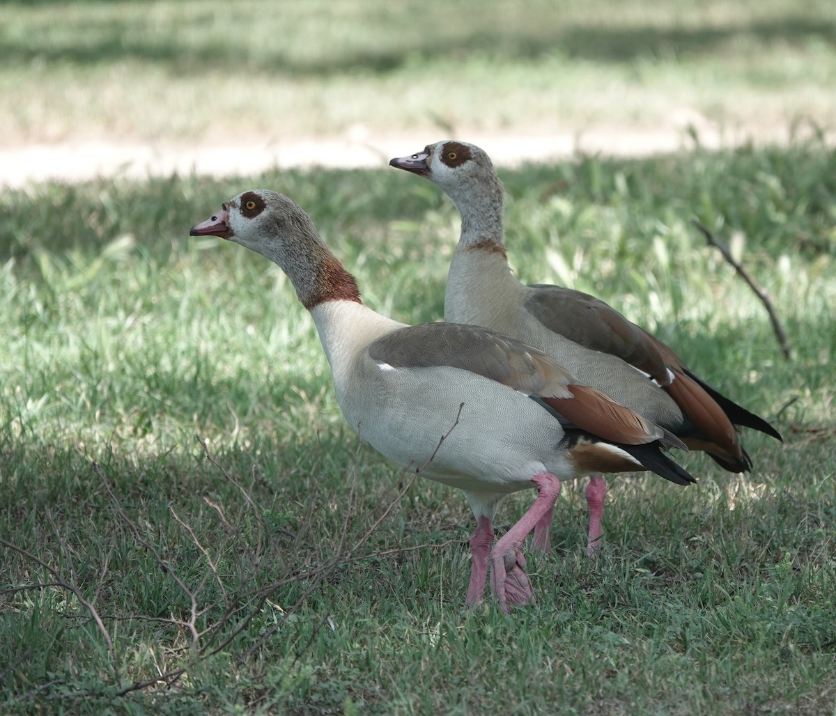 Egyptian Goose - dave koehler