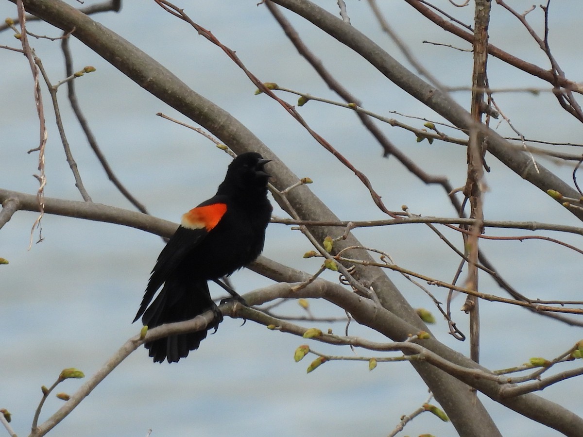 Red-winged Blackbird - ML618187061