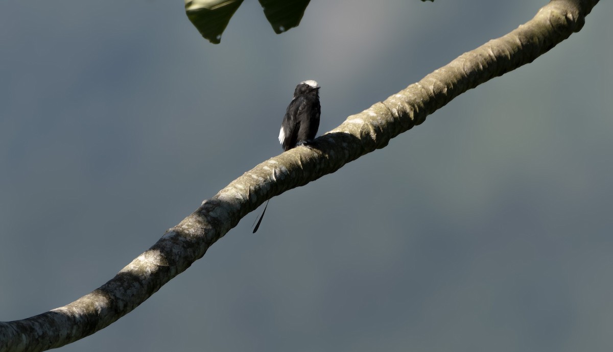 Long-tailed Tyrant - Lailson Marques