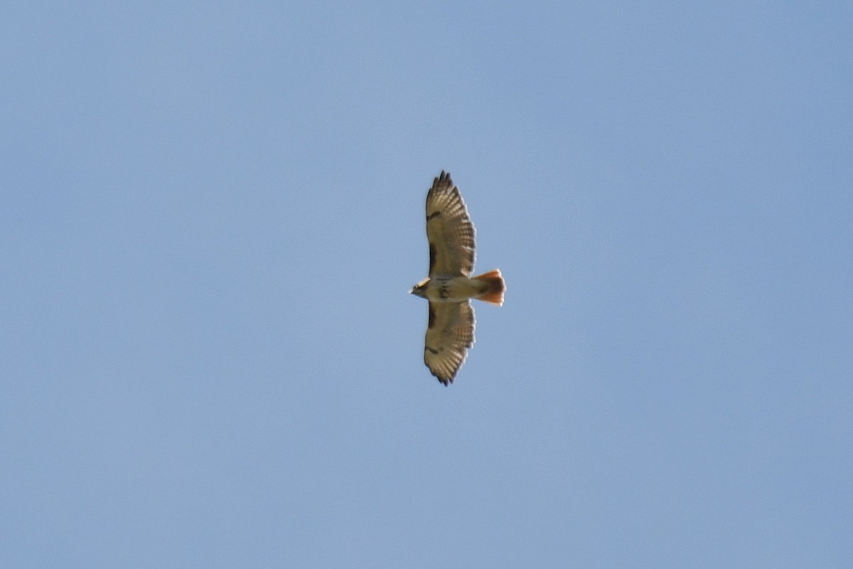 Red-tailed Hawk (borealis) - ML618187091