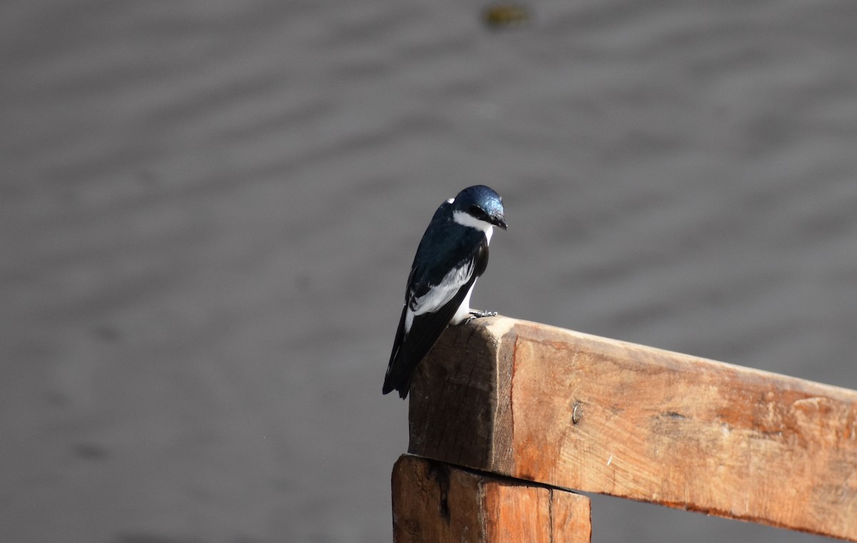 White-winged Swallow - ML618187108