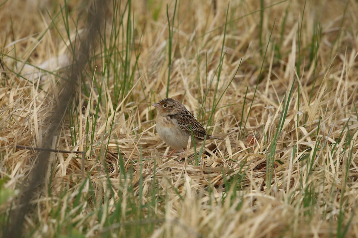 Grasshopper Sparrow - ML618187118