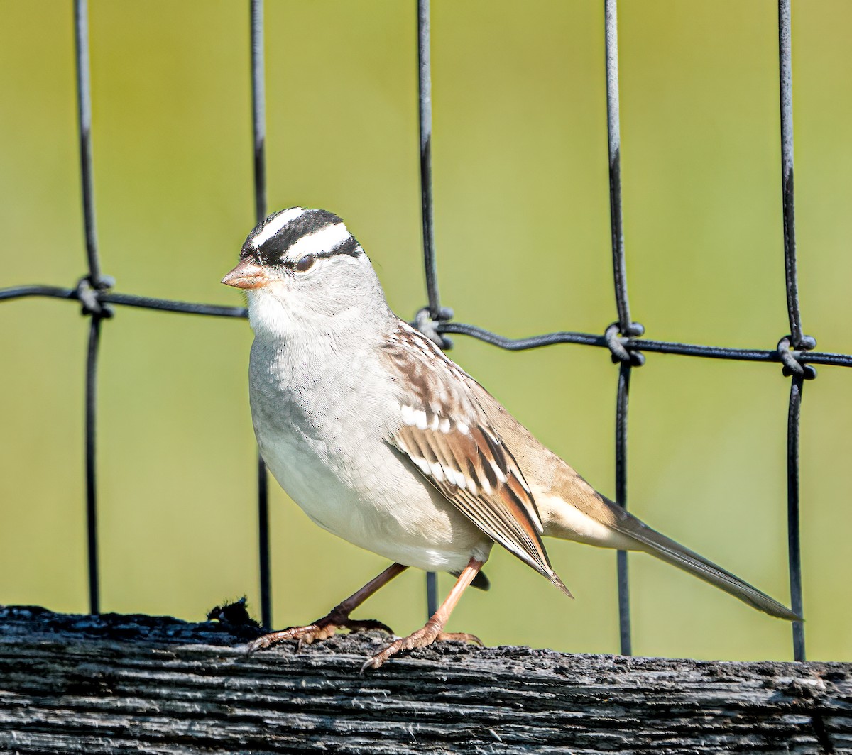 White-crowned Sparrow - ML618187142