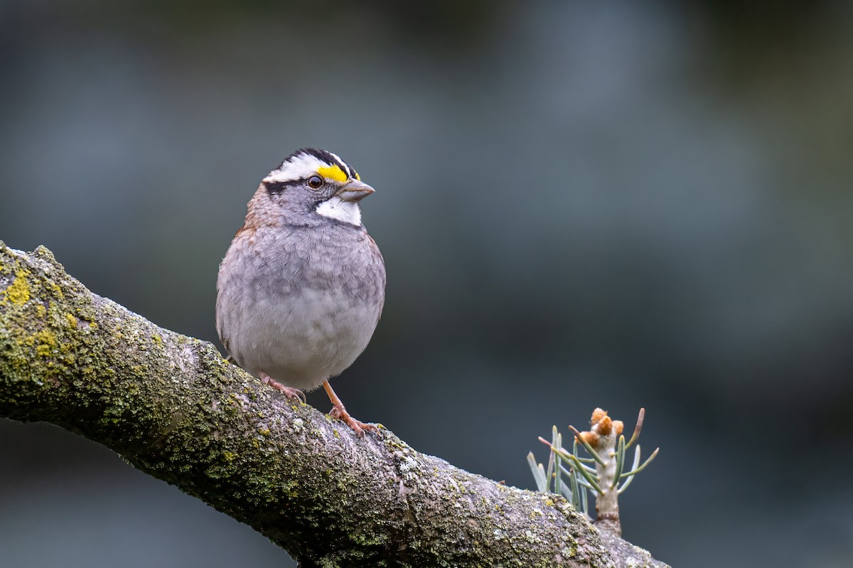 White-throated Sparrow - Cynthia Carlson