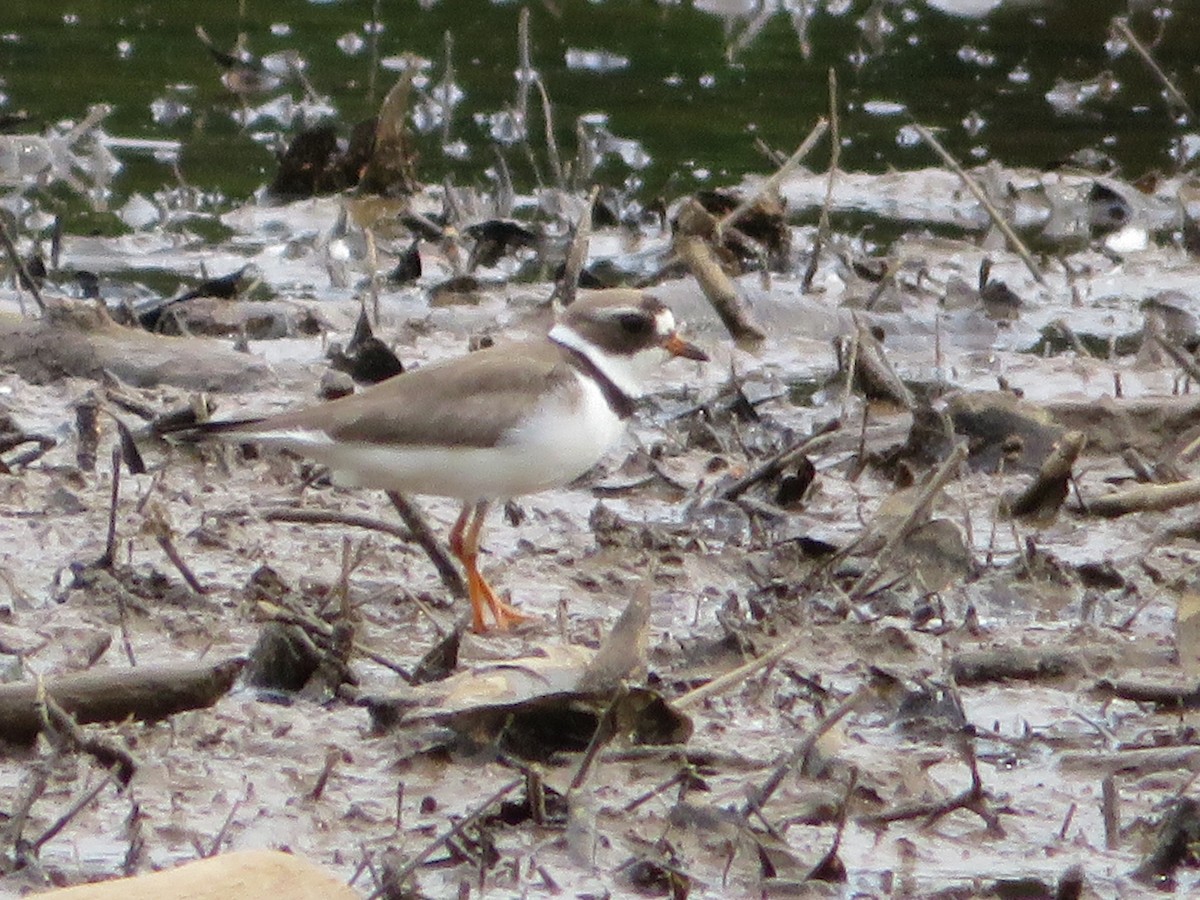 Semipalmated Plover - Jeremie Caldwell