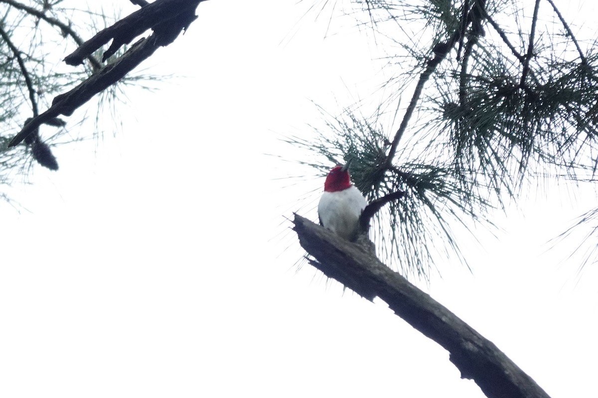 Red-headed Woodpecker - Bob Greenleaf