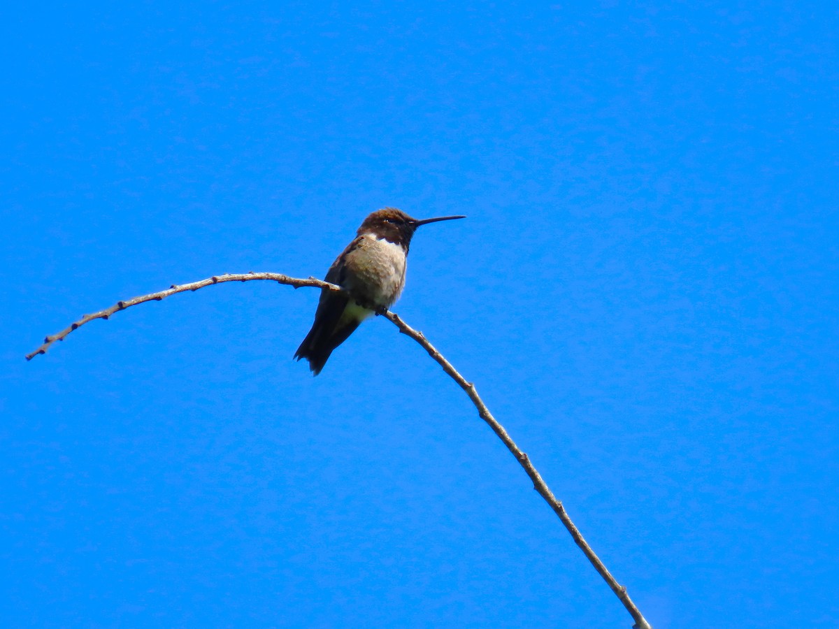 Black-chinned Hummingbird - ML618187194