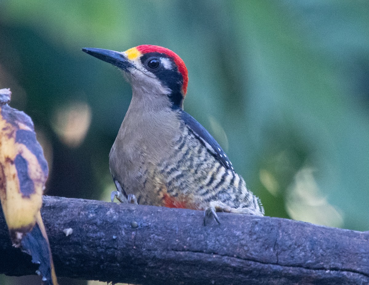 Black-cheeked Woodpecker - ML618187197