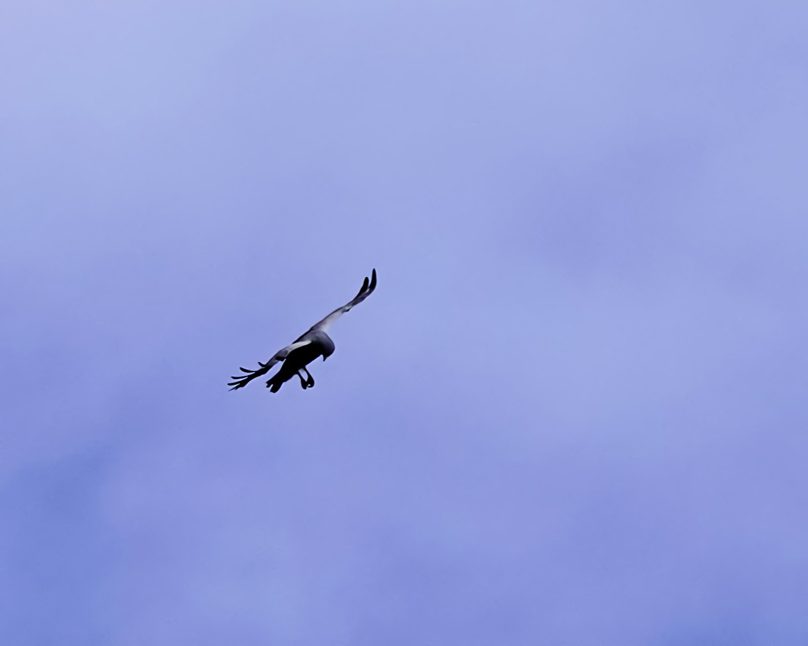 Black-chested Buzzard-Eagle - ML618187293