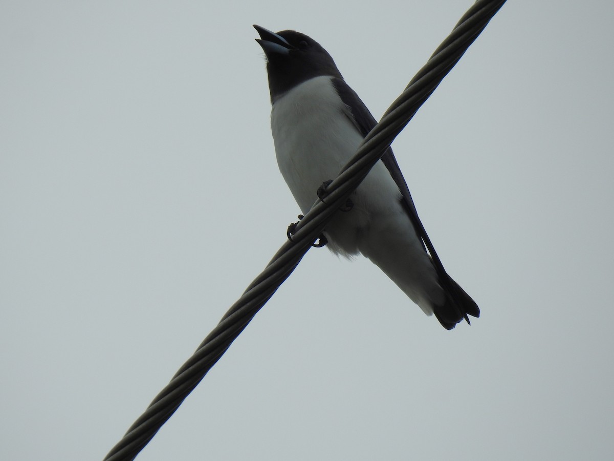 White-breasted Woodswallow - ML618187305