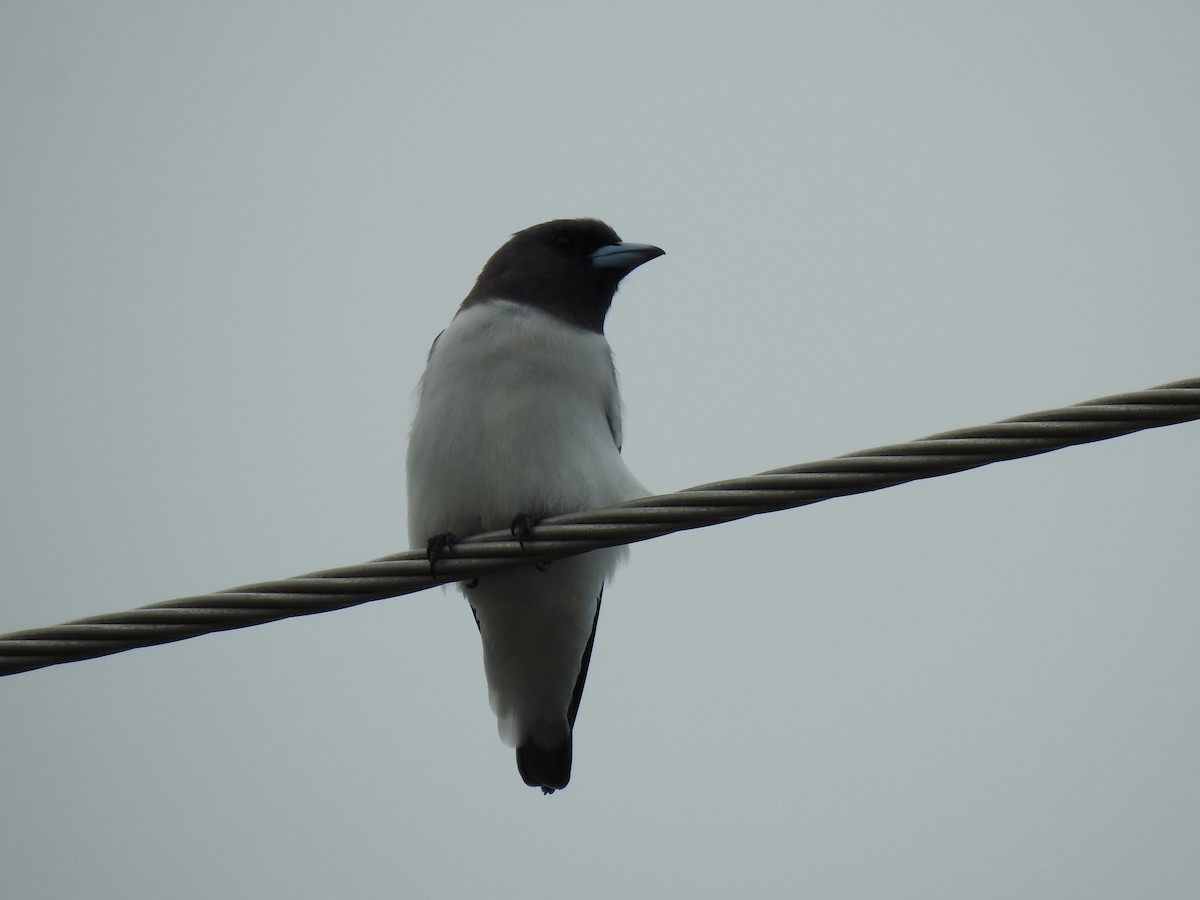 White-breasted Woodswallow - ML618187309