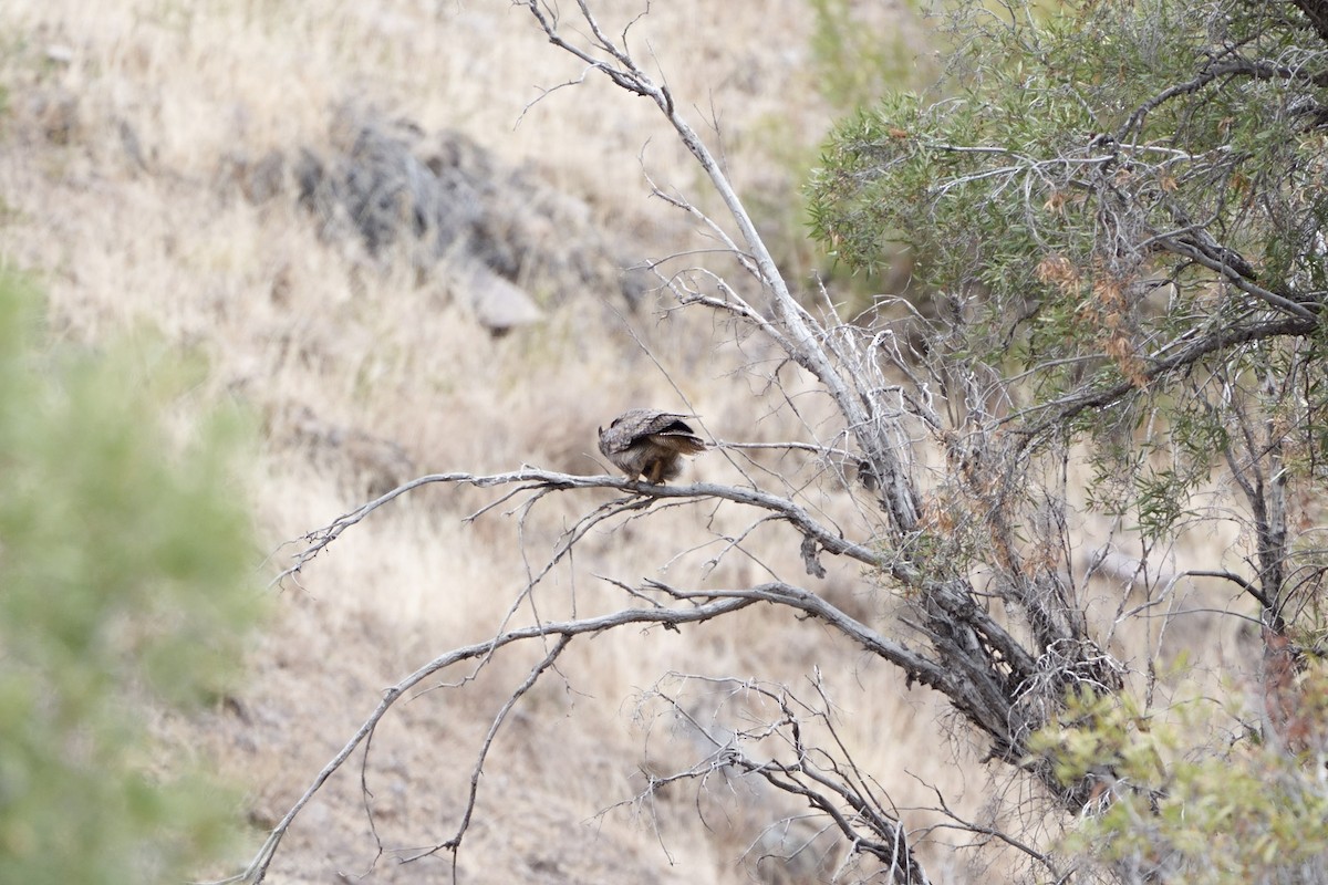 Lesser Horned Owl - ML618187322