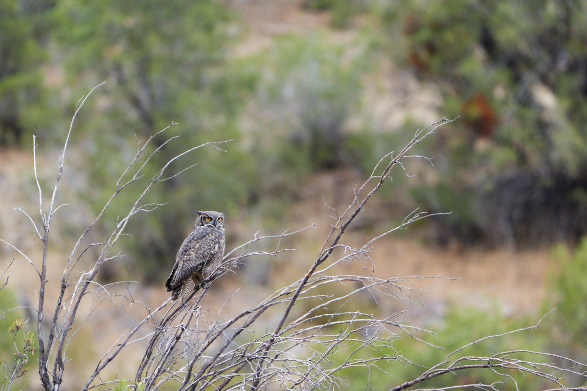 Lesser Horned Owl - ML618187324