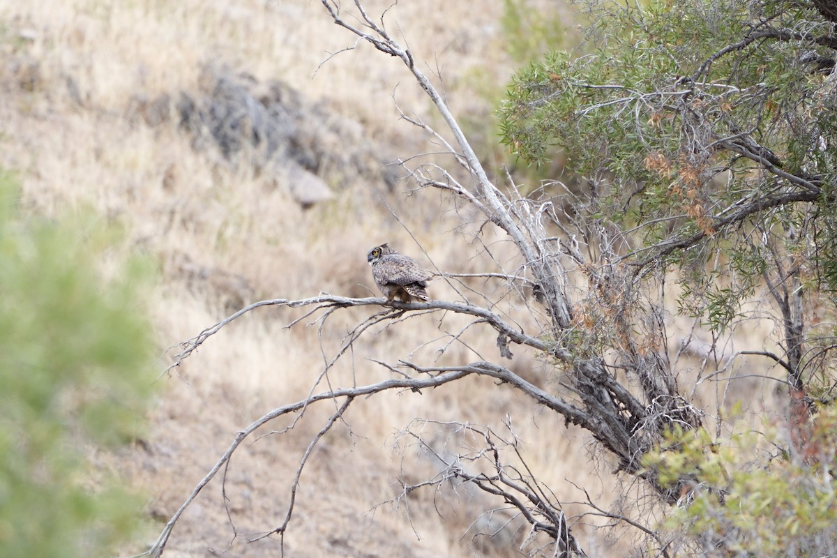 Lesser Horned Owl - ML618187325