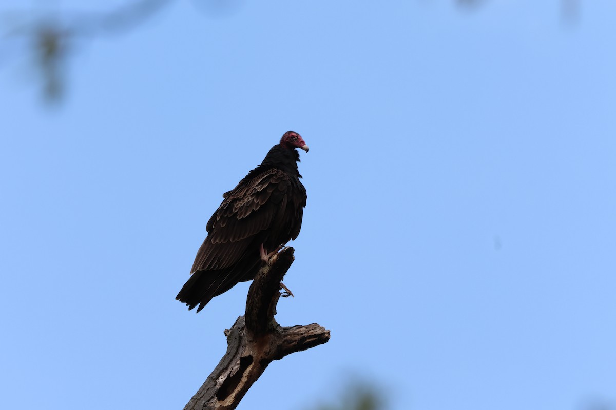 Turkey Vulture - ML618187334