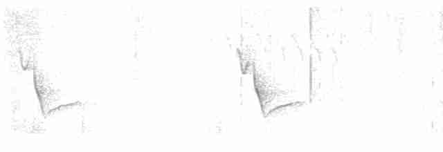 Короткоклювый виреон [группа stephensi] - ML618187339