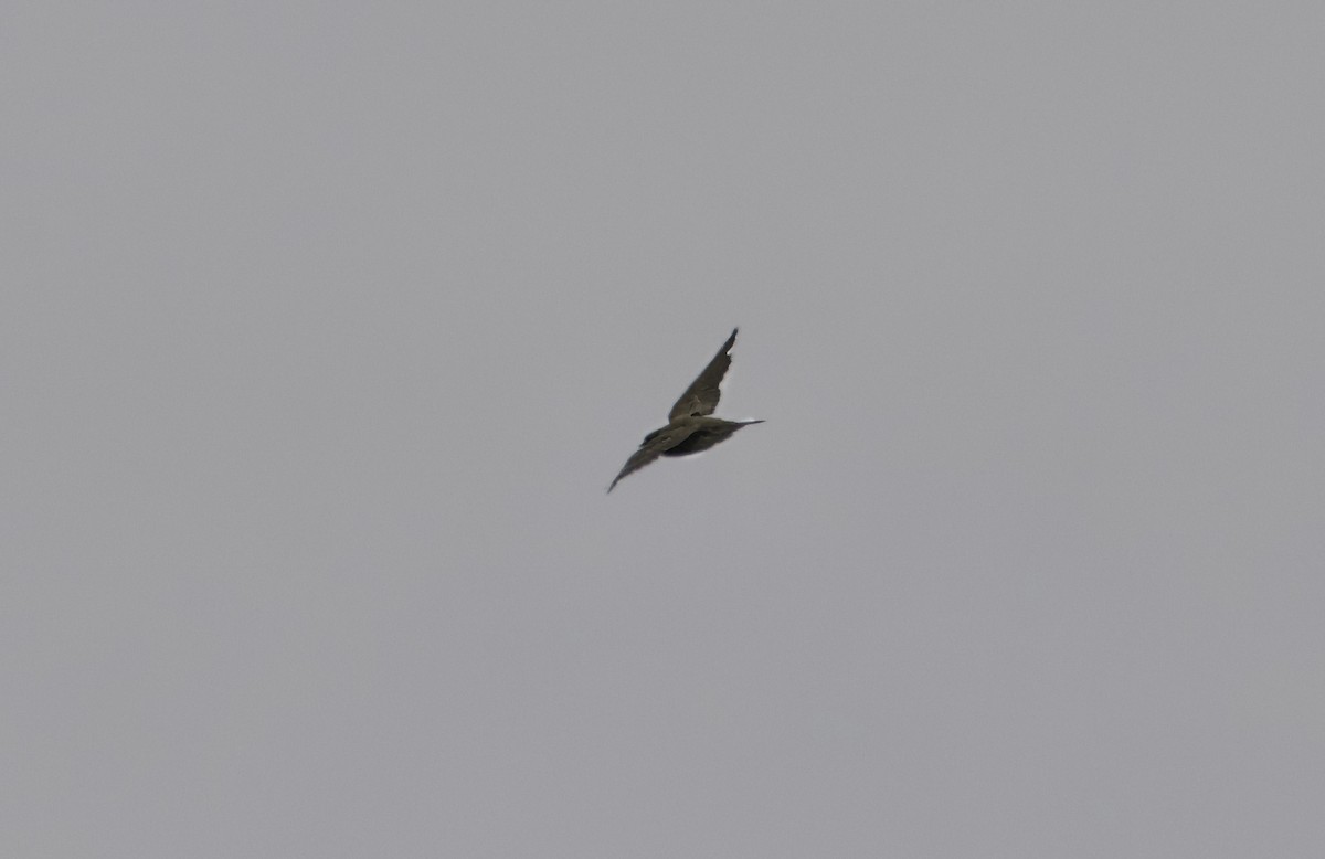 Northern Rough-winged Swallow - ML618187342
