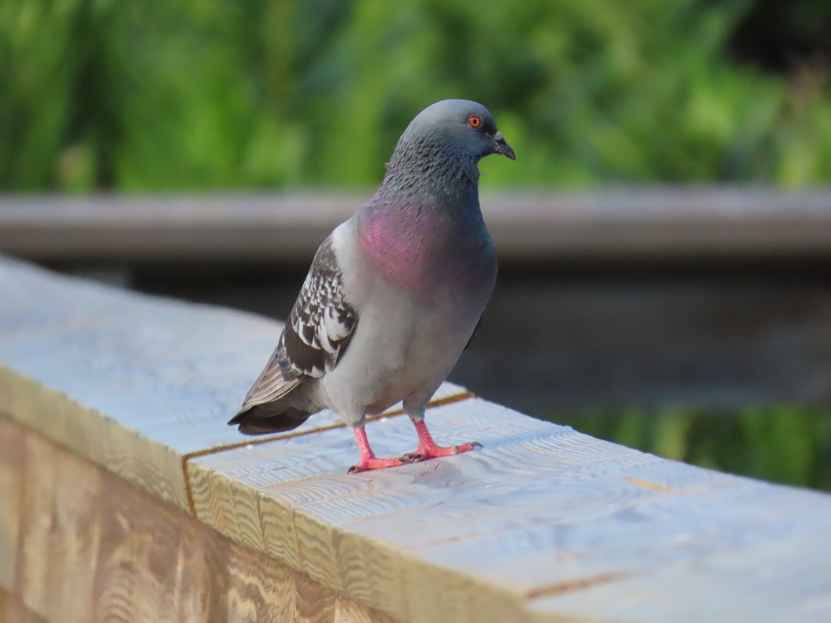 Rock Pigeon (Feral Pigeon) - ML618187343