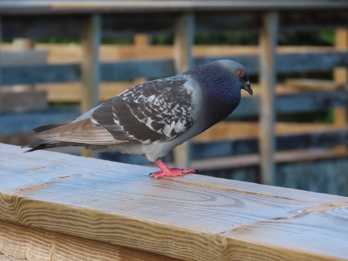 Pigeon biset (forme domestique) - ML618187344