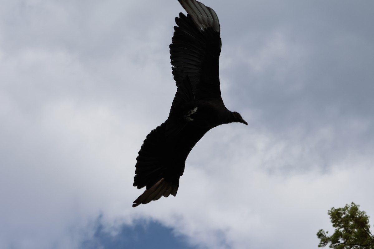 Black Vulture - Janice Farral