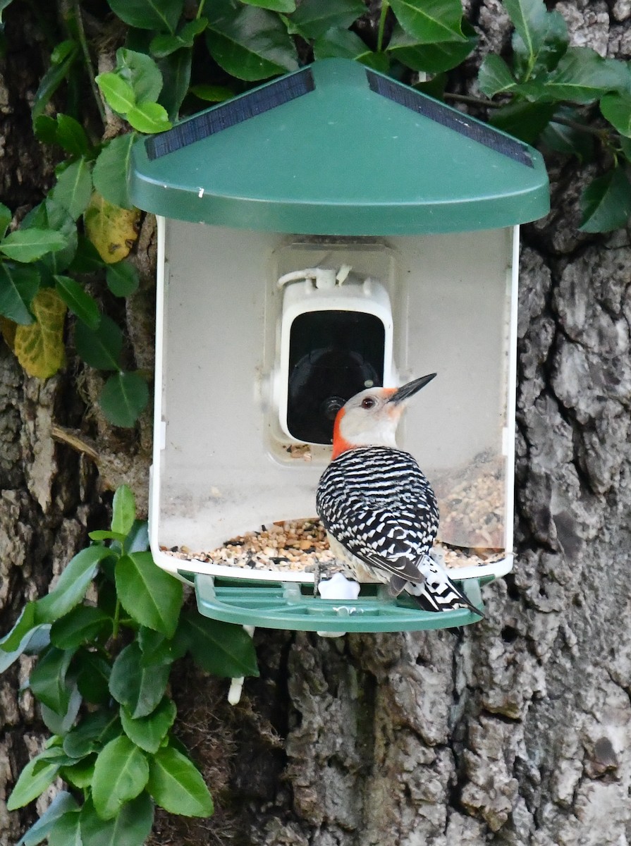Red-bellied Woodpecker - Elaine Thomas