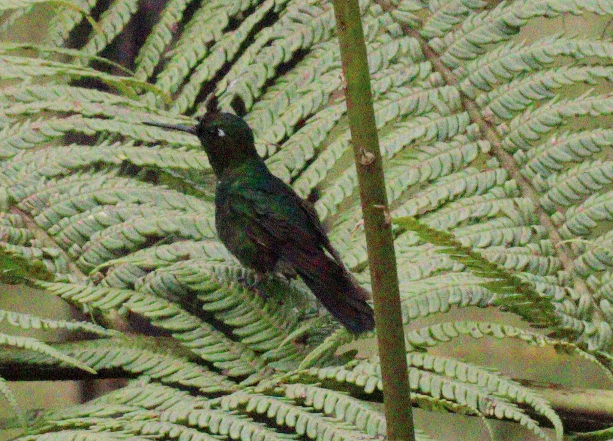 kolibřík subtropický - ML618187463