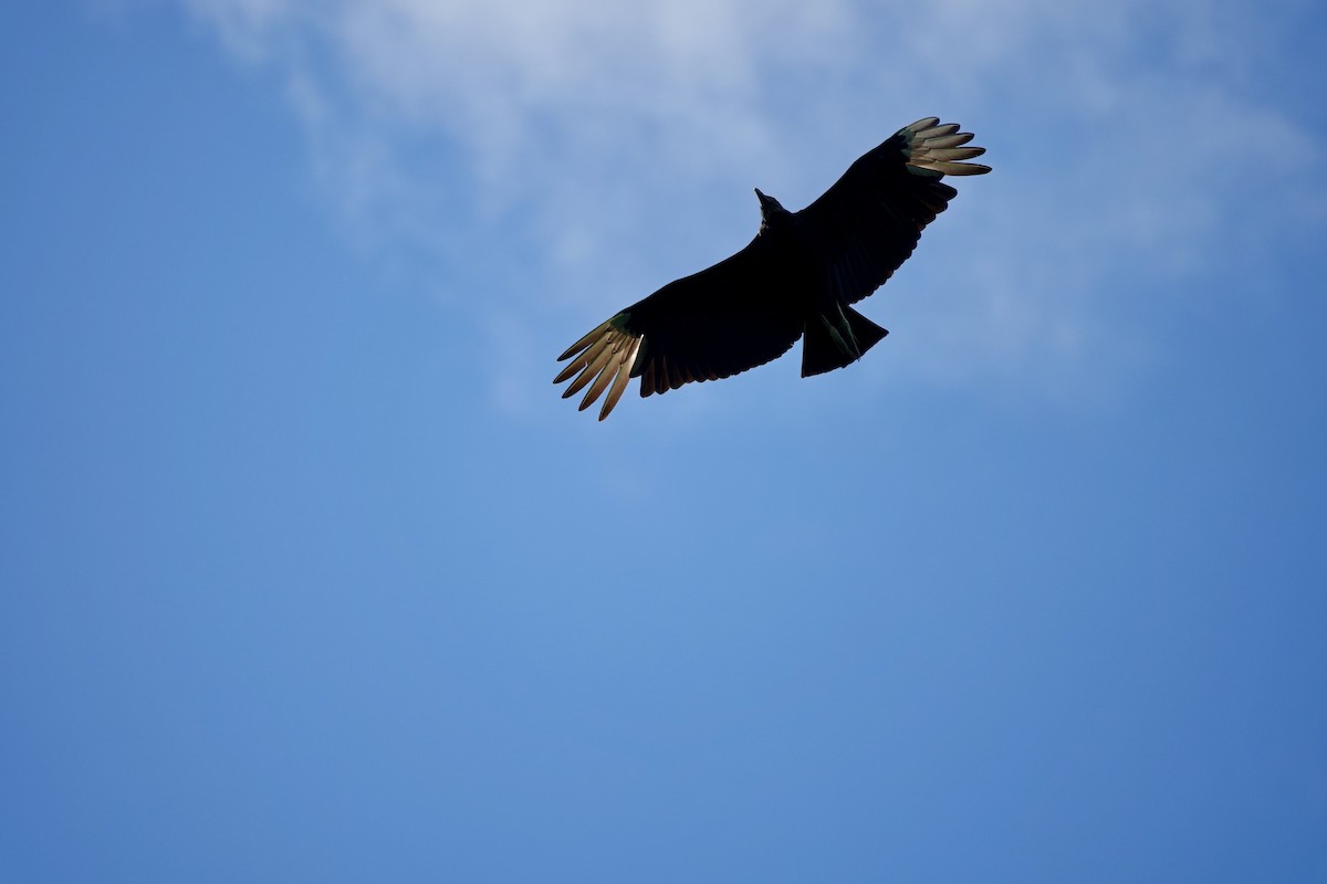 Black Vulture - Bob Greenleaf