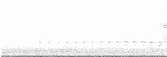 Al Kanatlı Karatavuk [phoeniceus grubu] - ML618187486