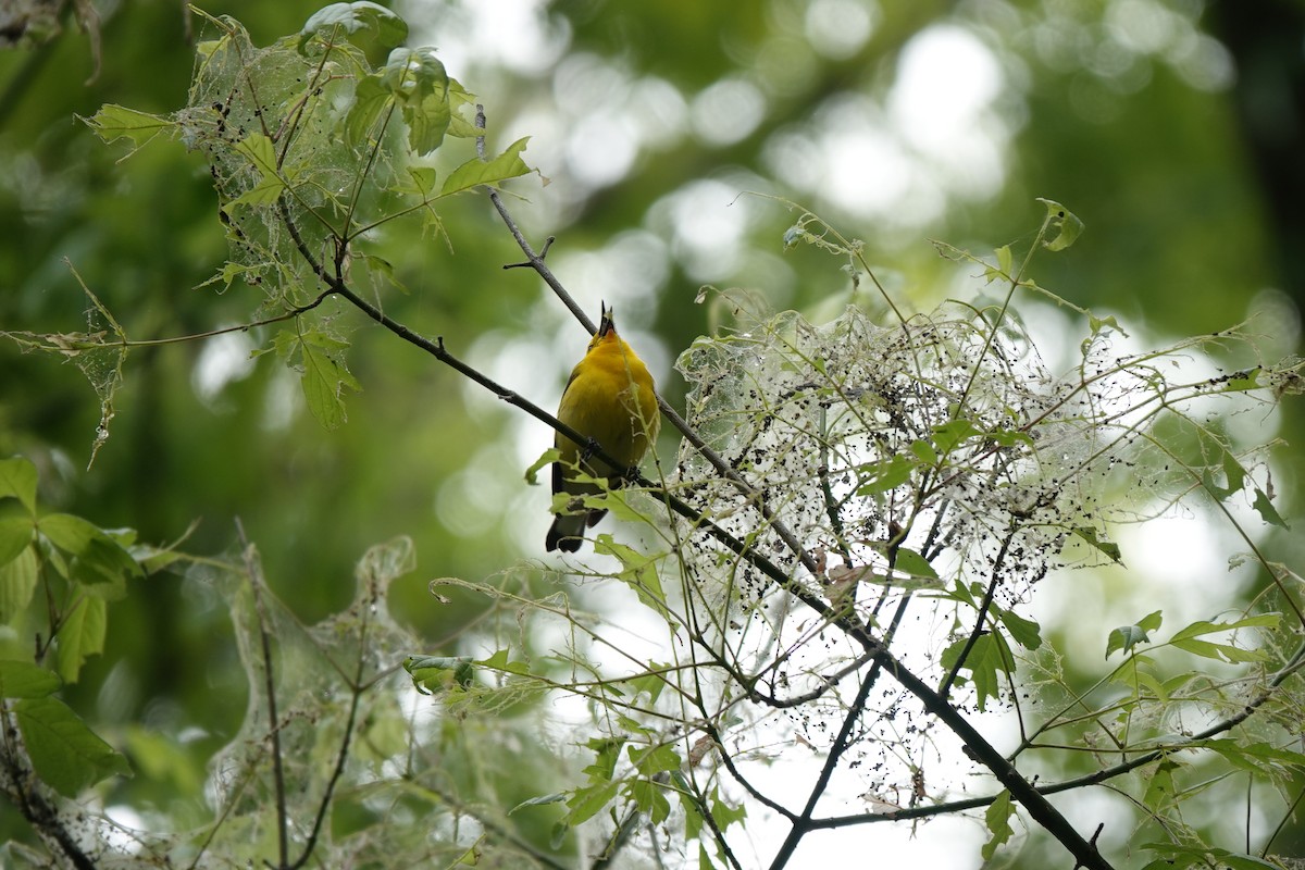 Prothonotary Warbler - ML618187490
